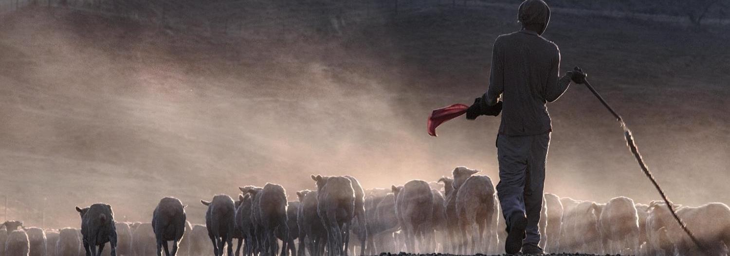 A young herder travels alongside his herd.