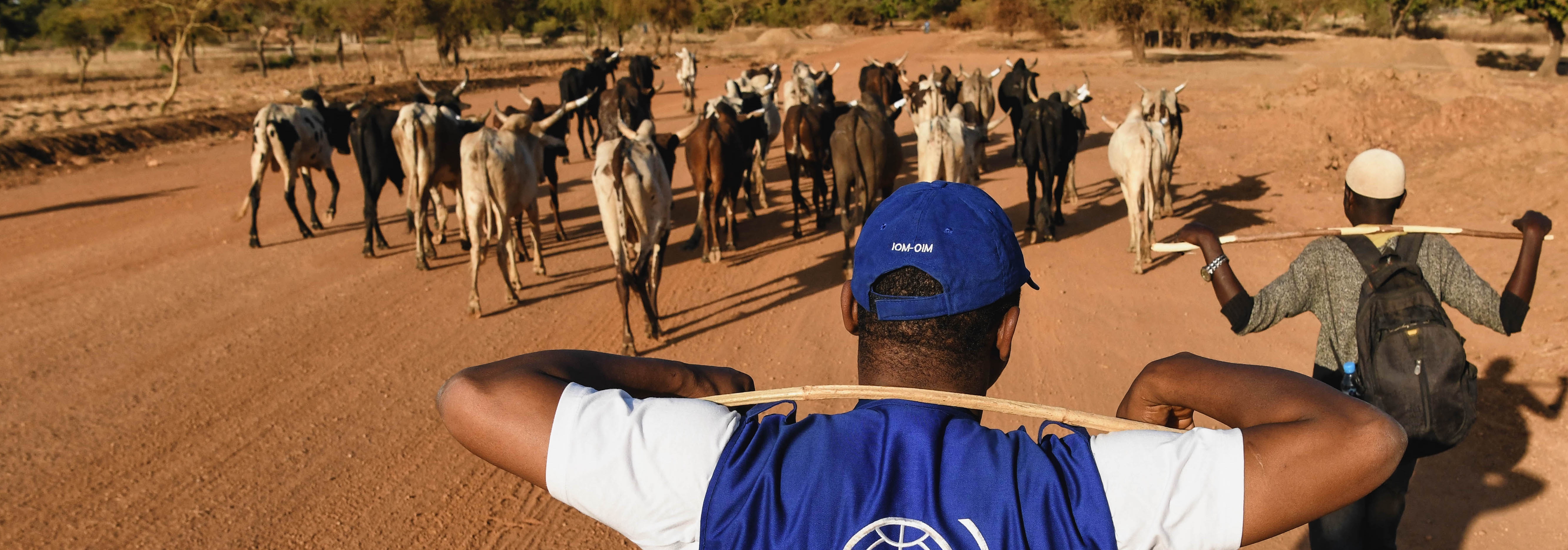 IOM monitors transhumance flows, following herds, as part of it's Transhumance Tracking Tool